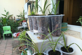 家庭养花用生根粉