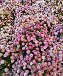 什么季节适合扦插球菊