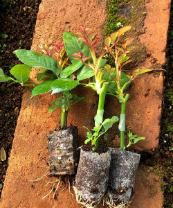 家庭养花用生根粉