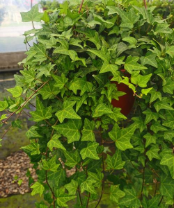 叶子藤长什么样