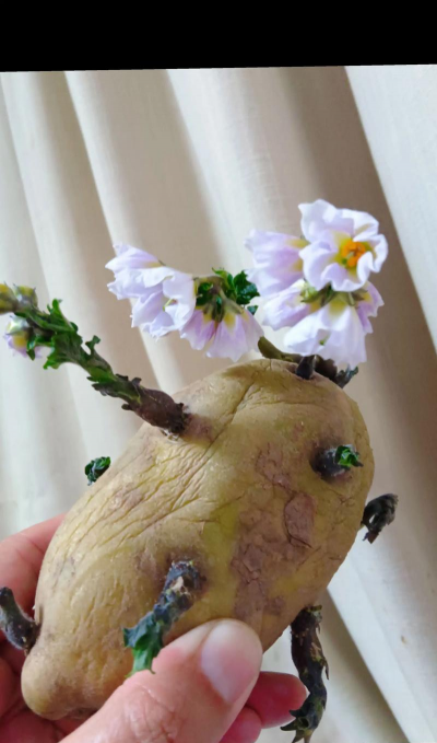 用土豆能养什么花