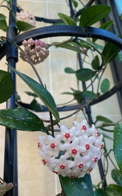 银毛球怎么养开花