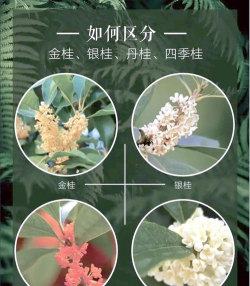 如何分辨四季桂花