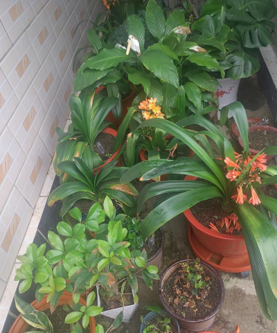 家庭养花用生根粉