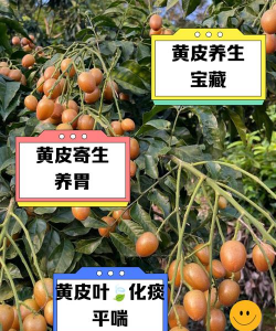 黄皮树怎么会有寄生