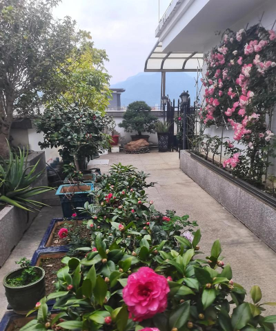 家庭养花用生根粉