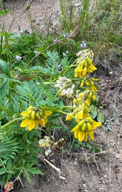 黄芪植物长什么样子