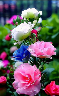 最美丽花朵是什么花