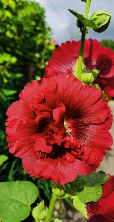 蜀葵为什么叫吴葵