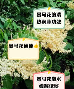 暴马丁香怎么服用好