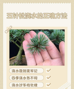 五针松秋天如何浇水