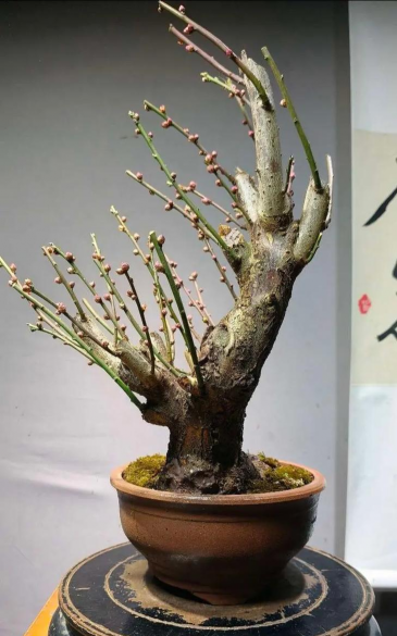 南京什么树可做盆景