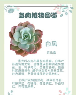 多肉白凤怎么护养