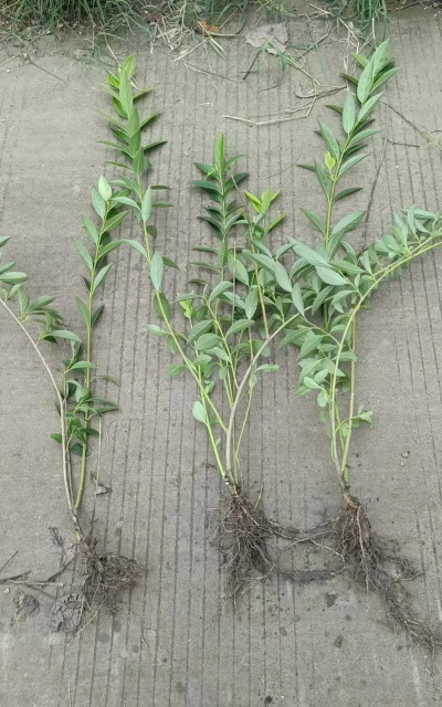 连翘什么时候种植最好