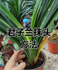 玫瑰花怎么养才不会枯萎，掌握浇水施肥技巧，轻松延长花期