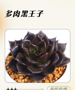 玫瑰花怎么养才不会枯萎，掌握浇水施肥技巧，轻松延长花期