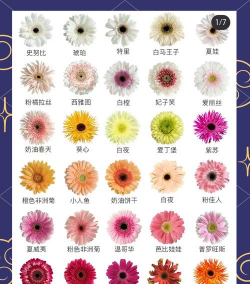 菊的有什么名字