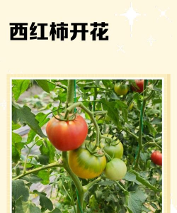 西红柿树是怎么开花的