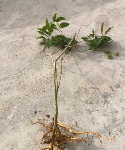 家庭养花用生根粉