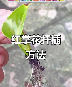 家庭养花用生根粉