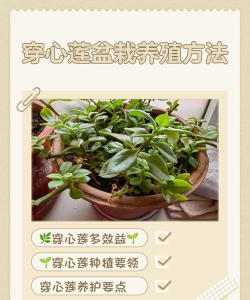 穿心莲该怎么养