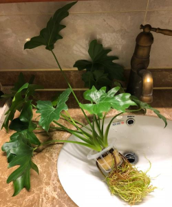 天使烂叶怎么办