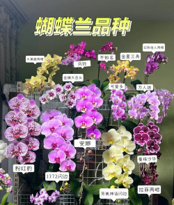 蝴蝶兰怎么选最好