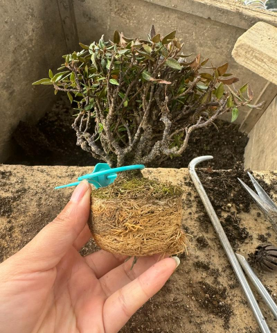 如何种植葛花盆景