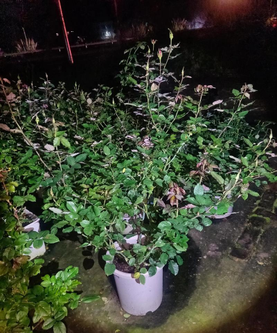 家庭养花用生根粉