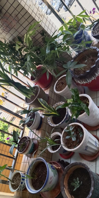 家庭养花用生根粉