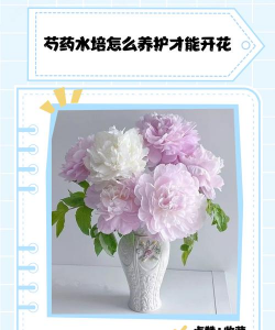 芍药花怎么养水培的