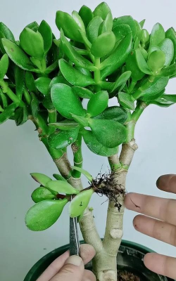 家庭养花用生根粉