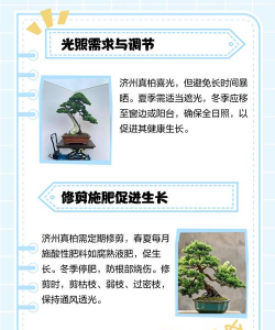 济洲柏盆景如何养护