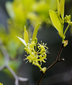 小果菝葜什么科