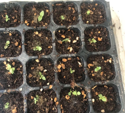 家庭养花用生根粉