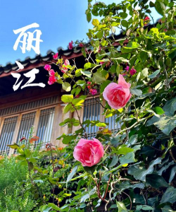 丽江市花是什么花