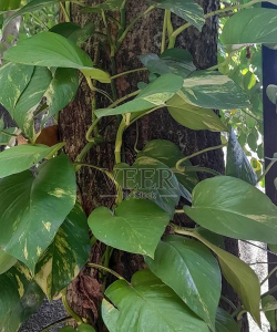 魔鬼藤叶子怎么才能宽大