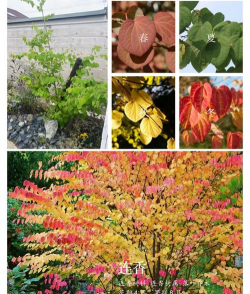 连香树花语是什么