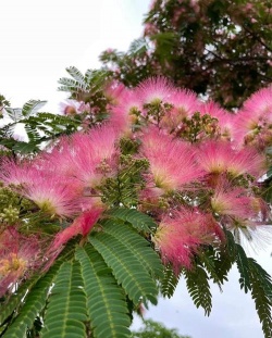 合欢花长在什么树