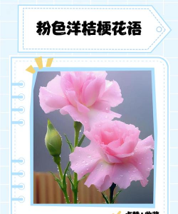 粉梗花叫什么名