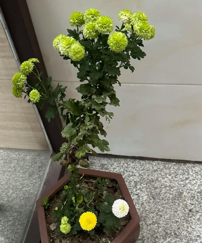 家庭养花用生根粉