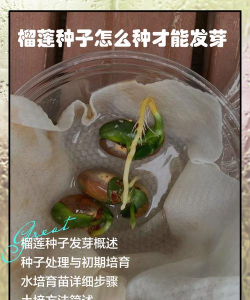 榴莲种子如何种出榴莲