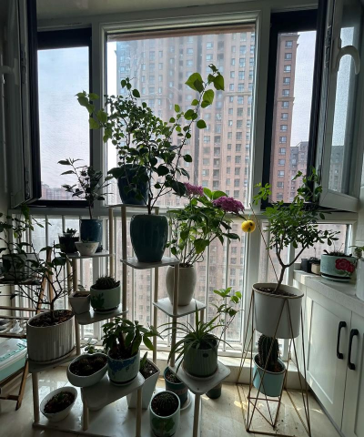 家庭养花用生根粉