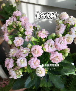 海之国养花