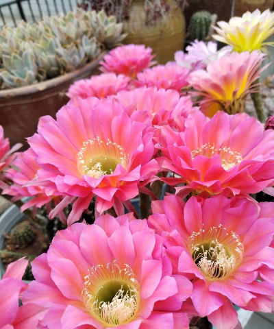 什么仙人球花最大