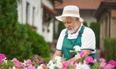家庭养花用生根粉