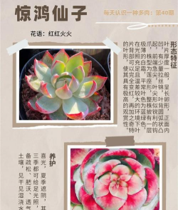 多肉花仙子怎么养