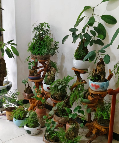 家庭养花用生根粉