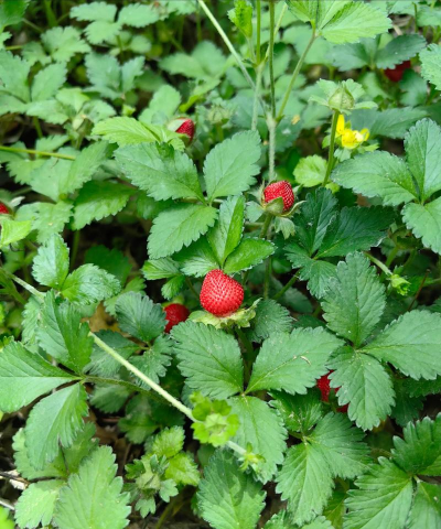 草莓头上的草是什么