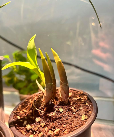 铃兰花什么时候凋谢